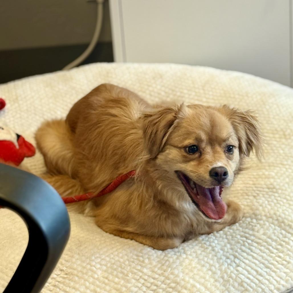 Enlarge Kya (Formerly Lily), a Adoptable Mixed Breed in Bend, OR image 6/6