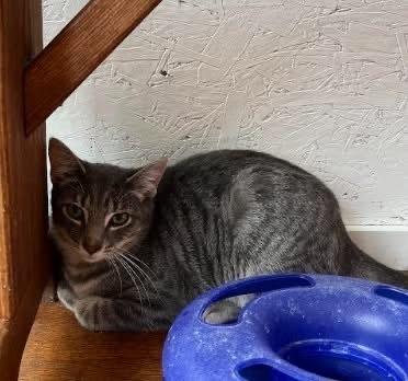 Troy (Meadows Tree Line Litter), Adoptable, Kitten Male Domestic Short Hair.