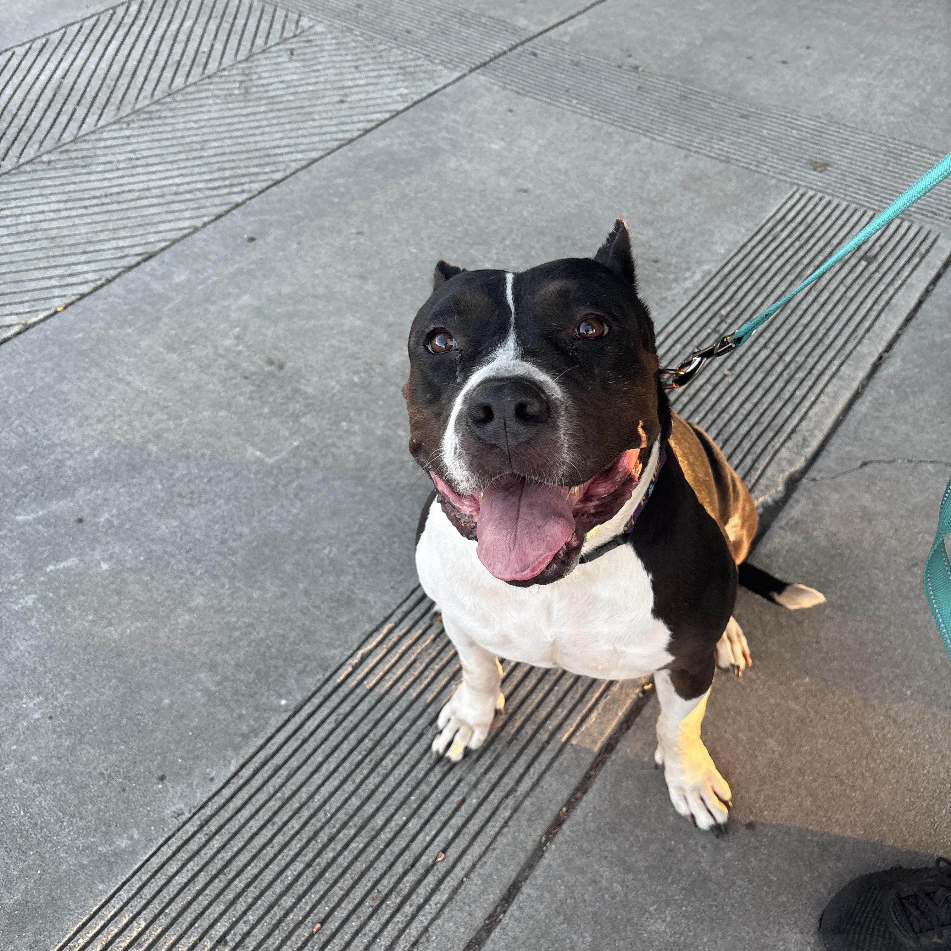 Athena (URGENT), an adoptable Pit Bull Terrier, American Bulldog in Tracy, CA, 95304 | Photo Image 1