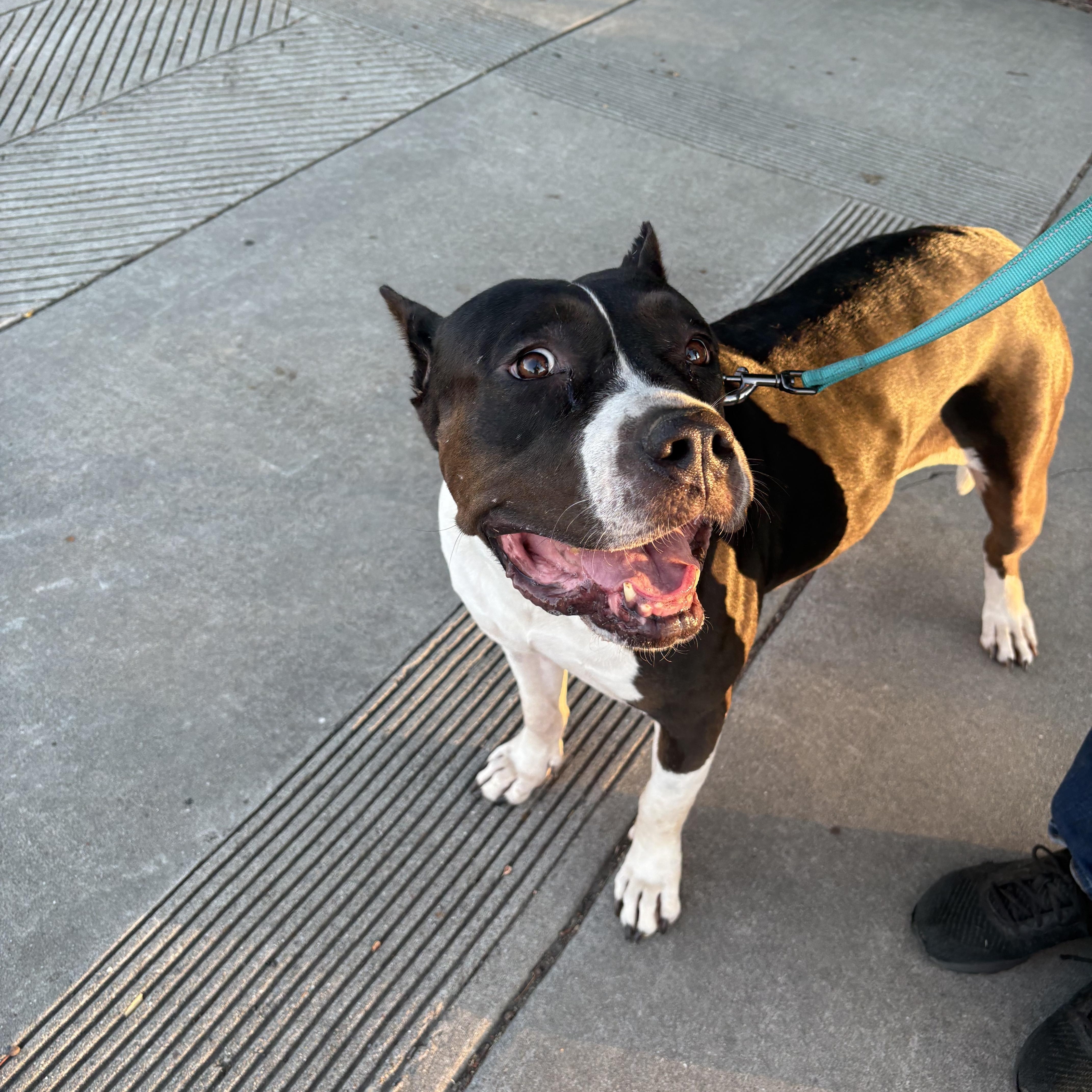 Athena (URGENT), an adoptable Pit Bull Terrier, American Bulldog in Tracy, CA, 95304 | Photo Image 5