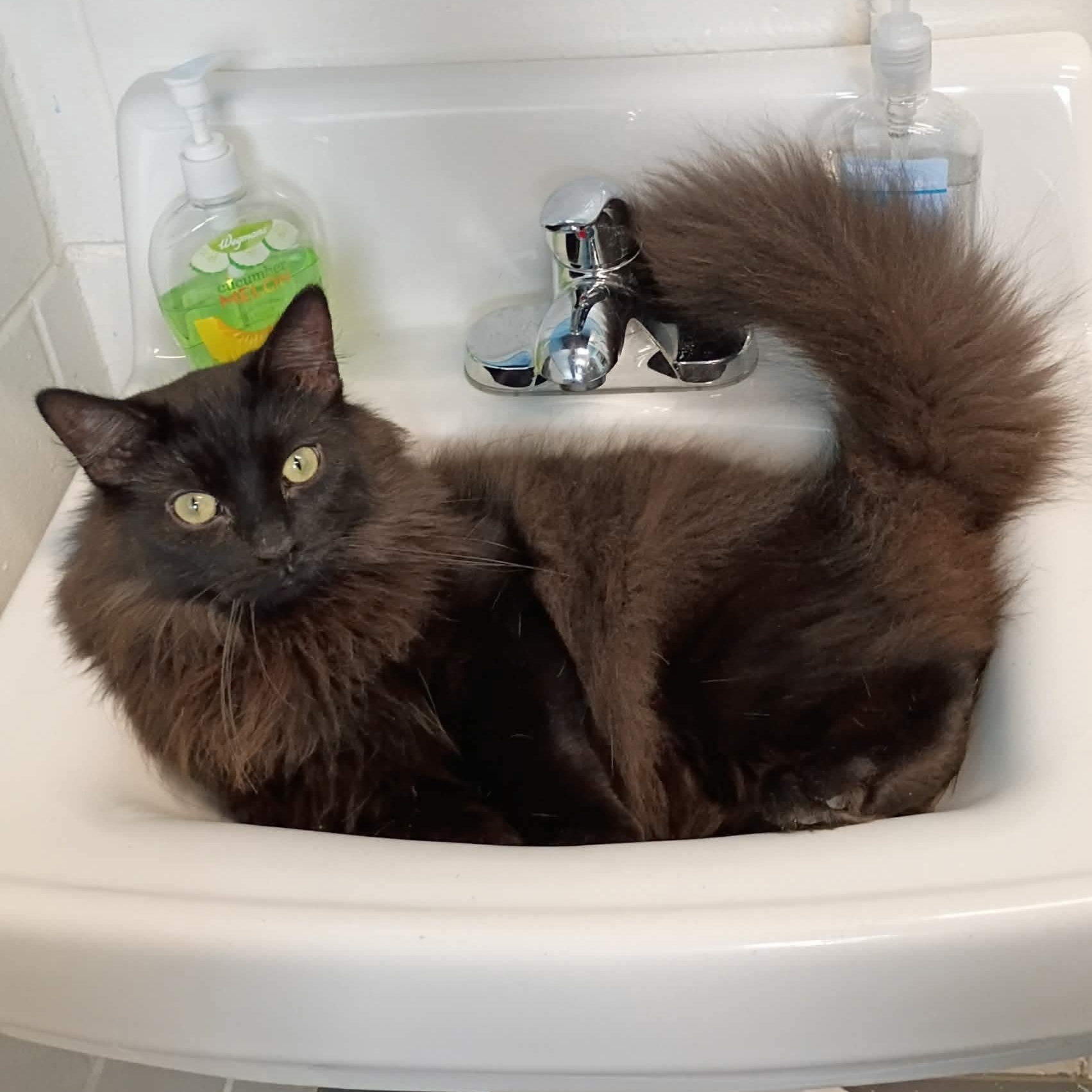 Enlarge Pony, a Adoptable Domestic Long Hair in Lincoln, MI image 1/1