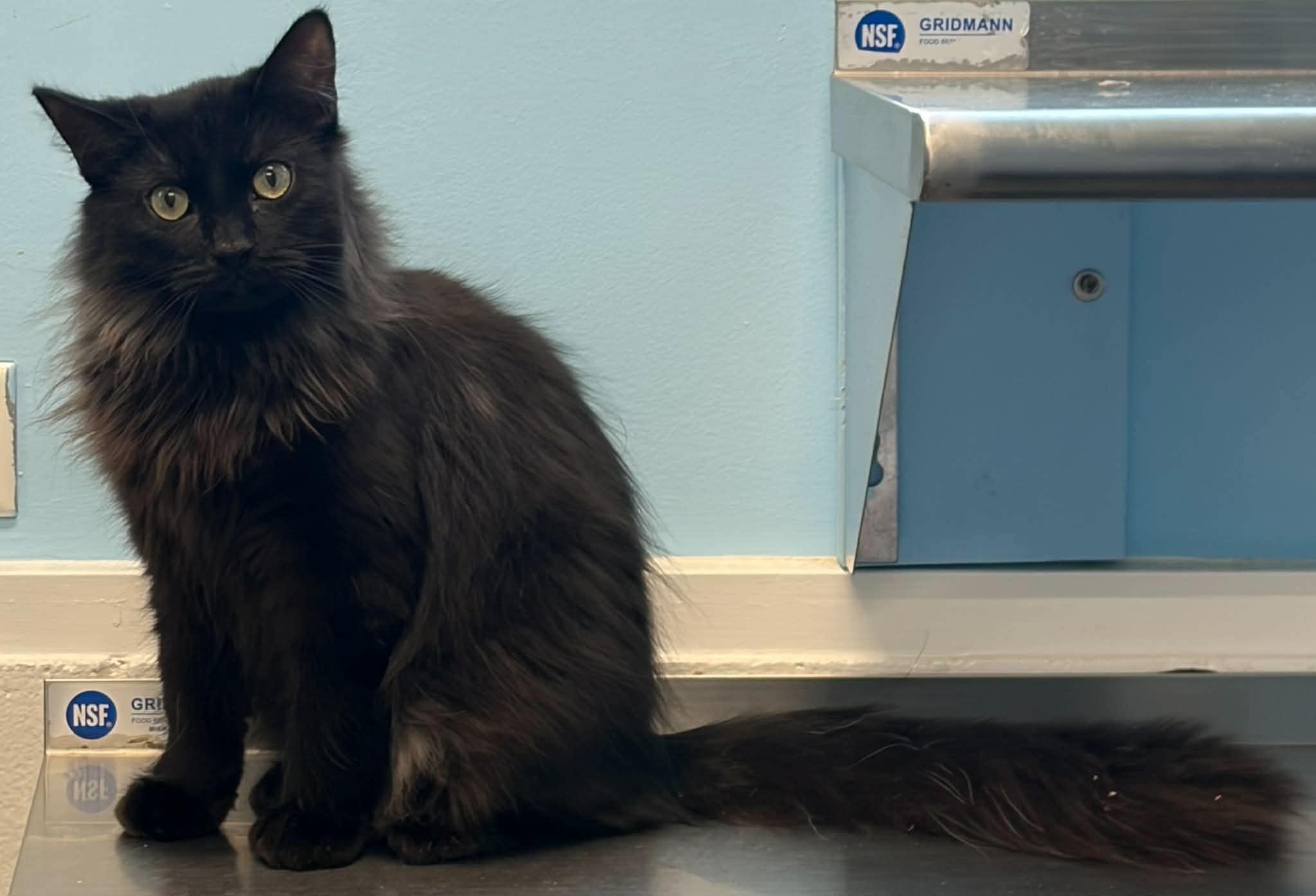 Pony, ADOPTABLE, Young Male Domestic Long Hair.