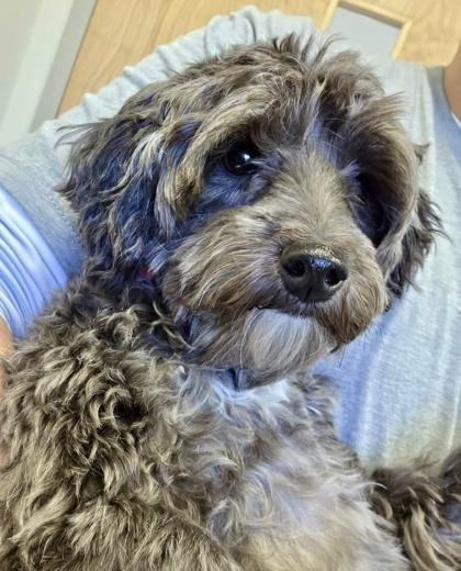 Enlarge Phoebe, an adopted mixed breed in Annapolis, MD image 1/1