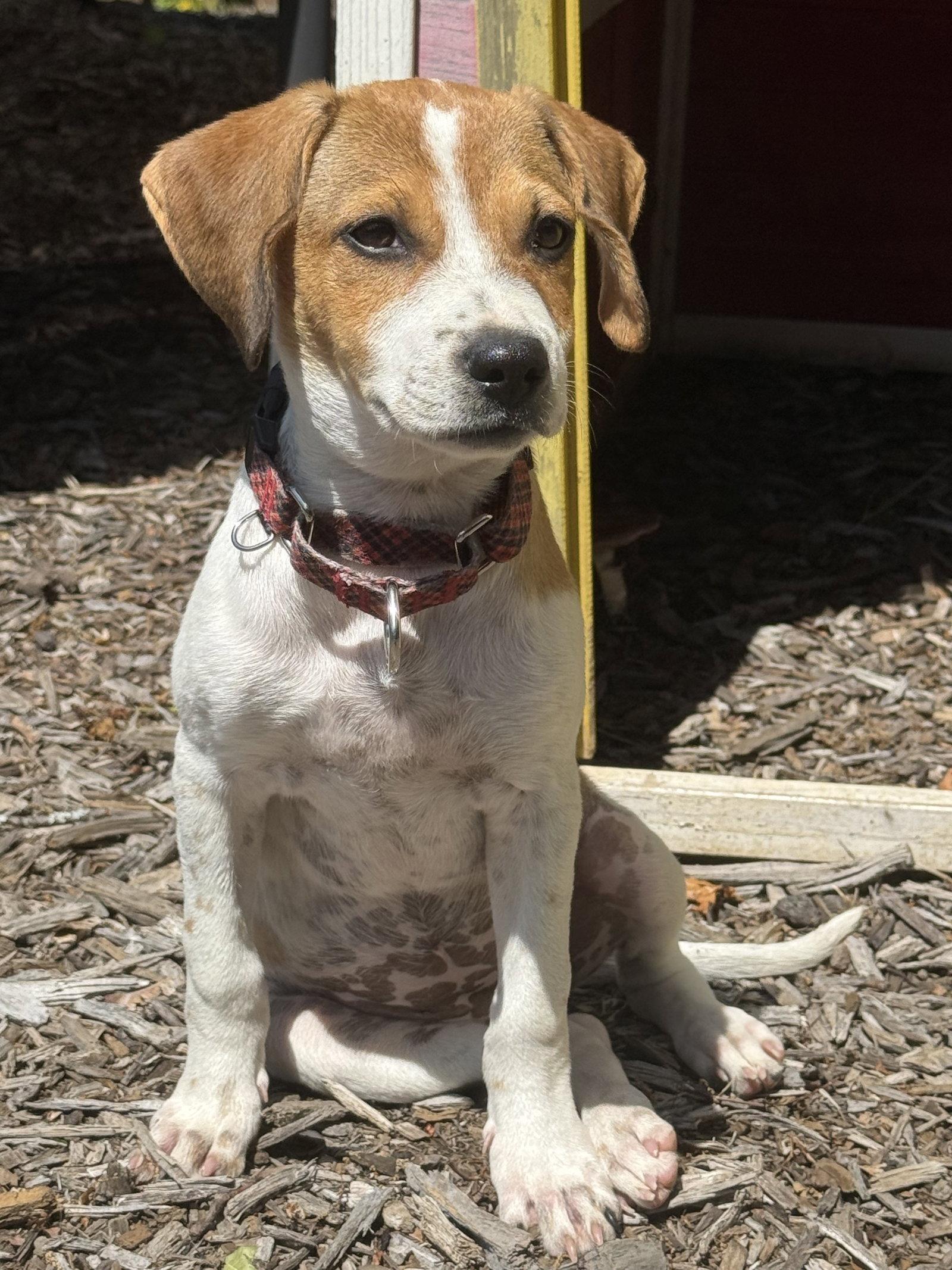 Minnie, a Adoptable Labrador Retriever in Lake Hopatcong, NJ image 2/3
