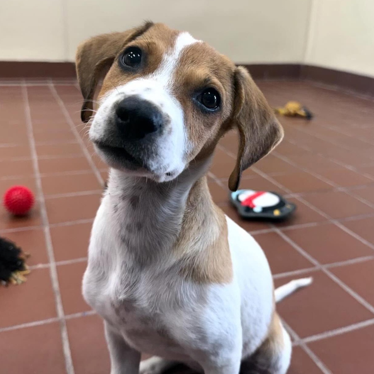 Minnie, Adoptable, Puppy Female Labrador Retriever.