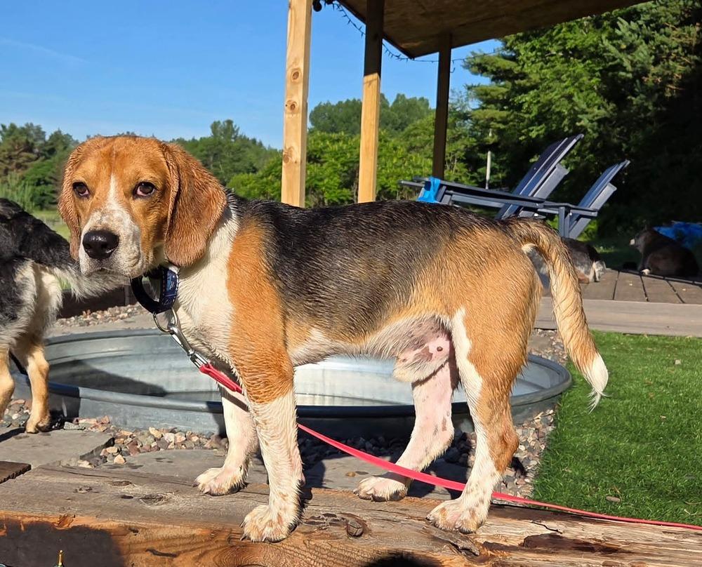Reggie (10), a Adoptable Beagle in Wausau, WI image 1/3