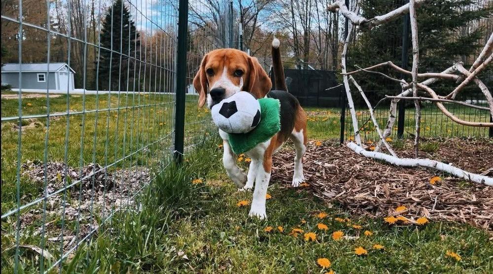 Reggie (10), a Adoptable Beagle in Wausau, WI image 2/3