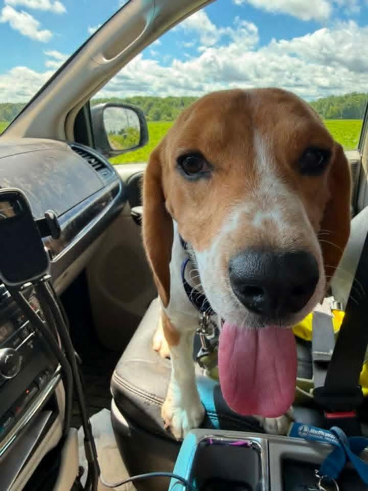Reggie (10), a Adoptable Beagle in Wausau, WI image 3/3