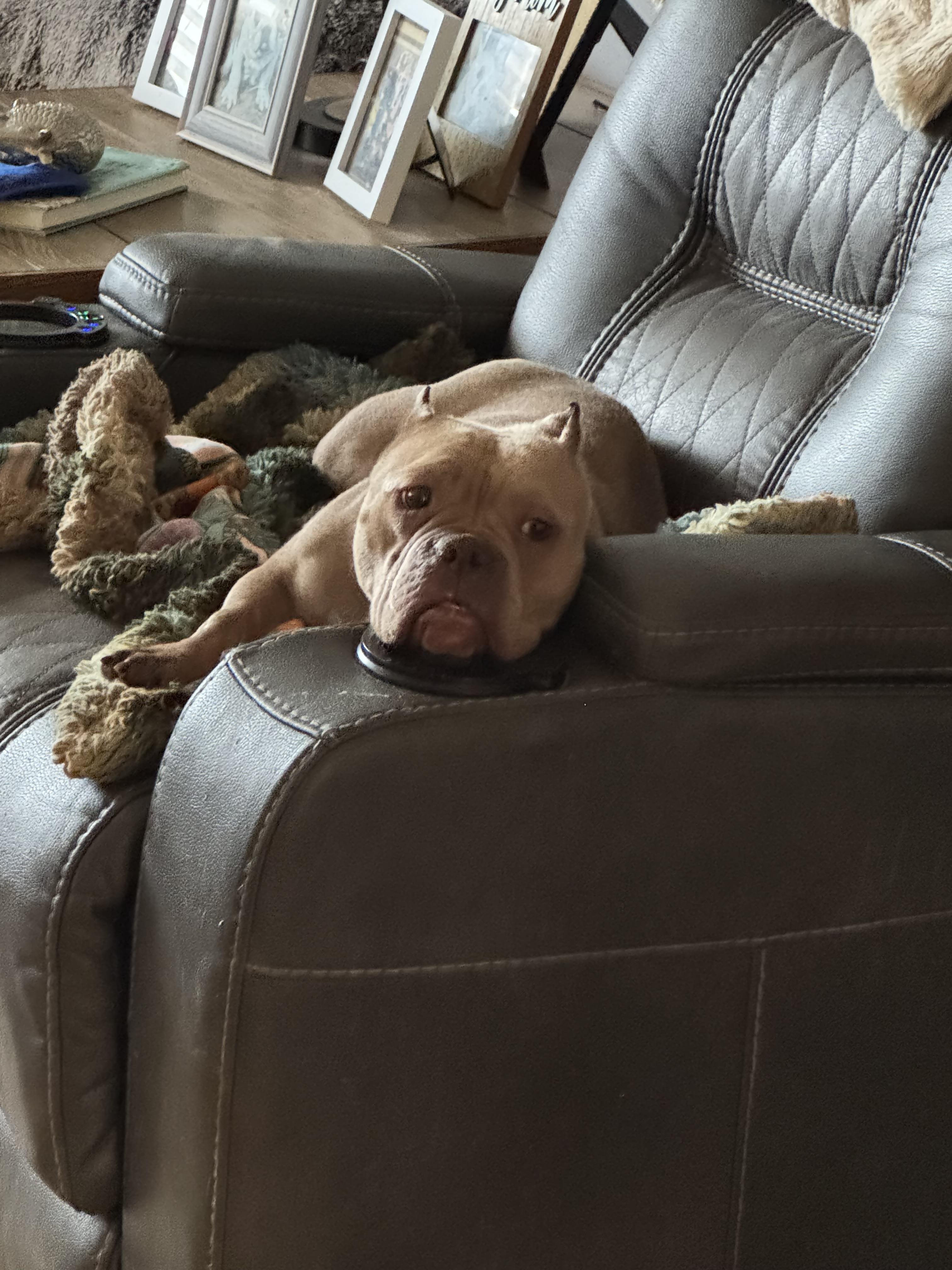 Marnie , adoptable, Adult Female American Bully.