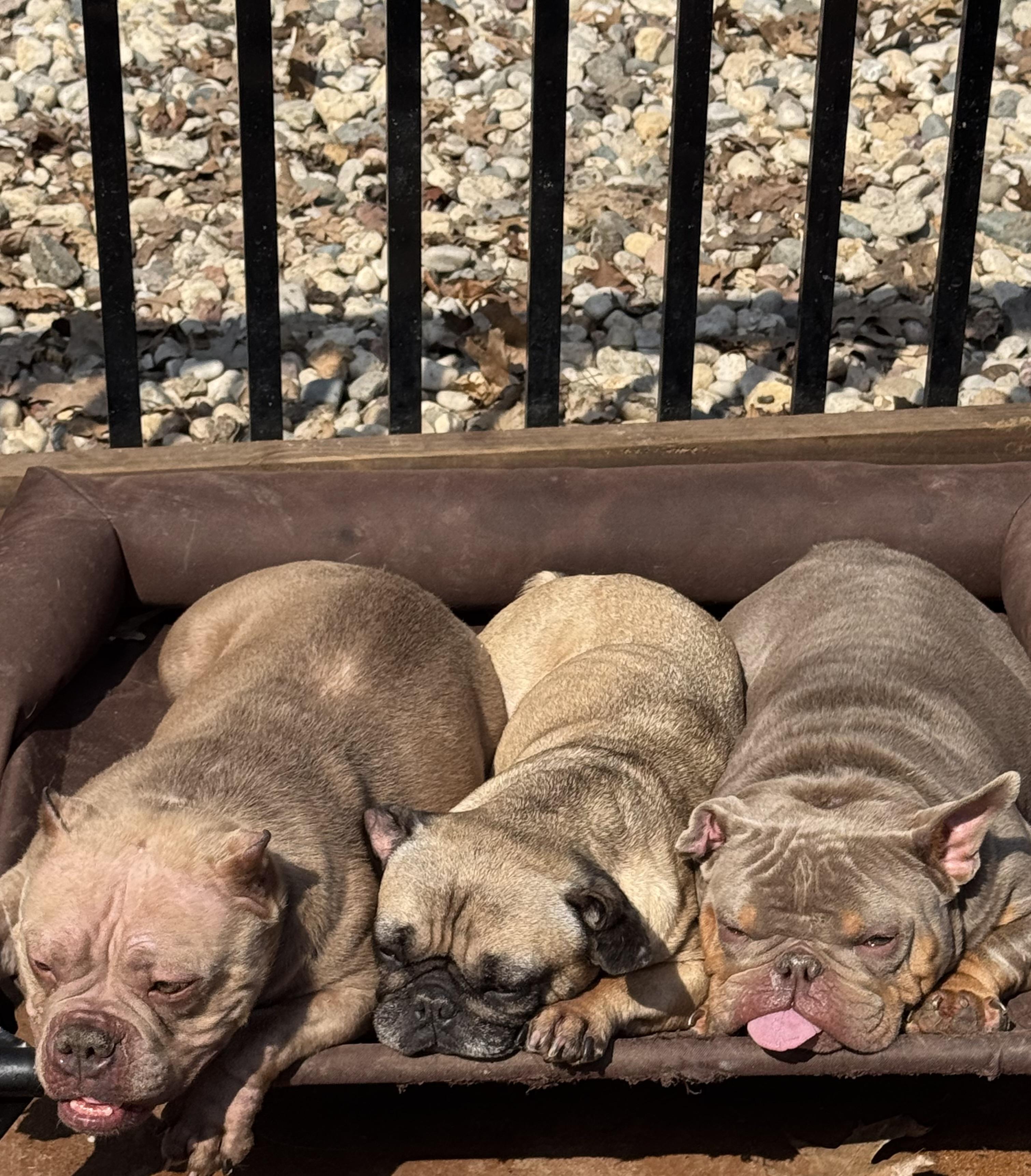 Enlarge Marnie , a ADOPTABLE mixed breed in North Freedom, WI image 1/4