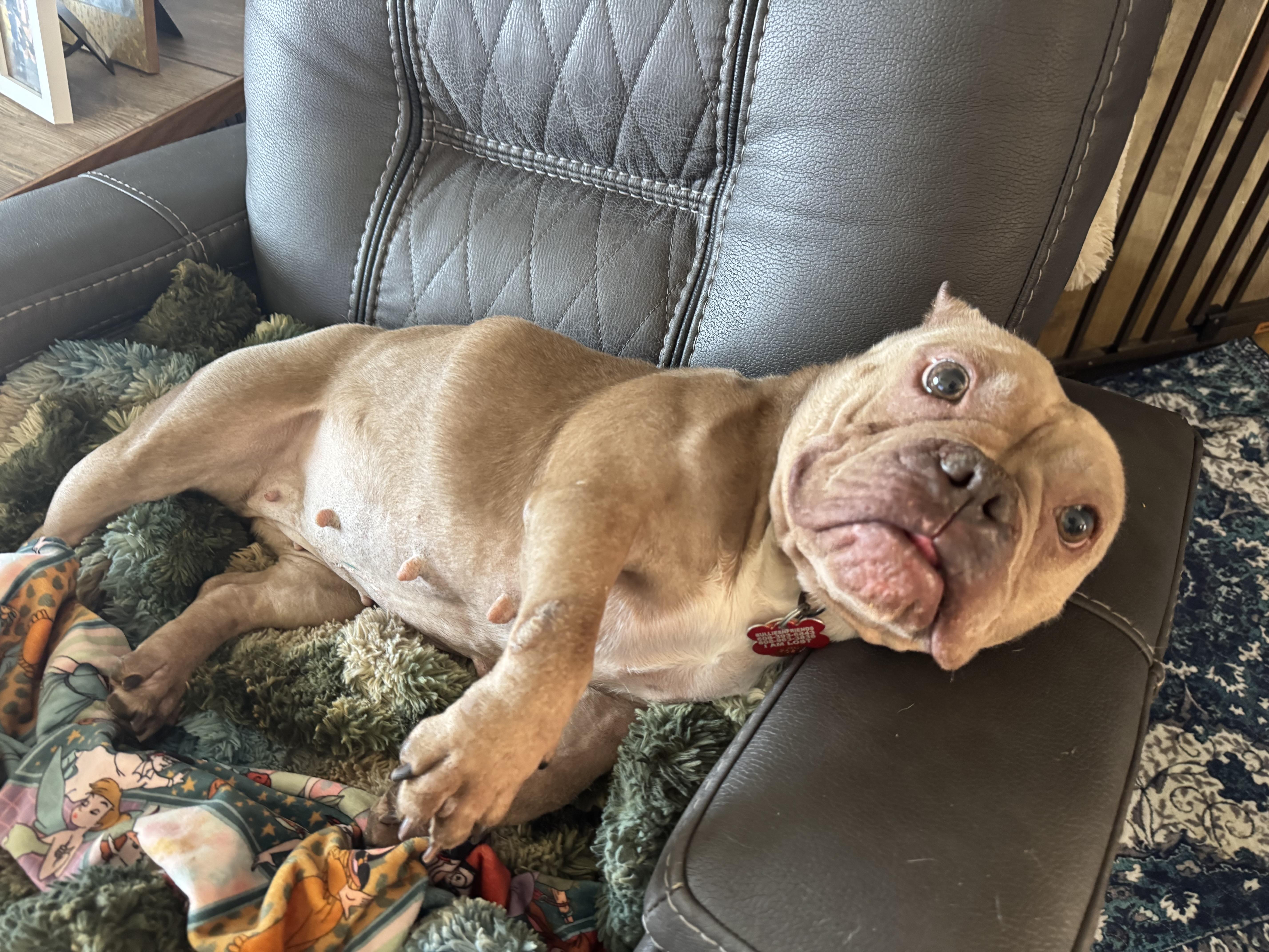 Marnie , ADOPTABLE, Adult Female American Bully.