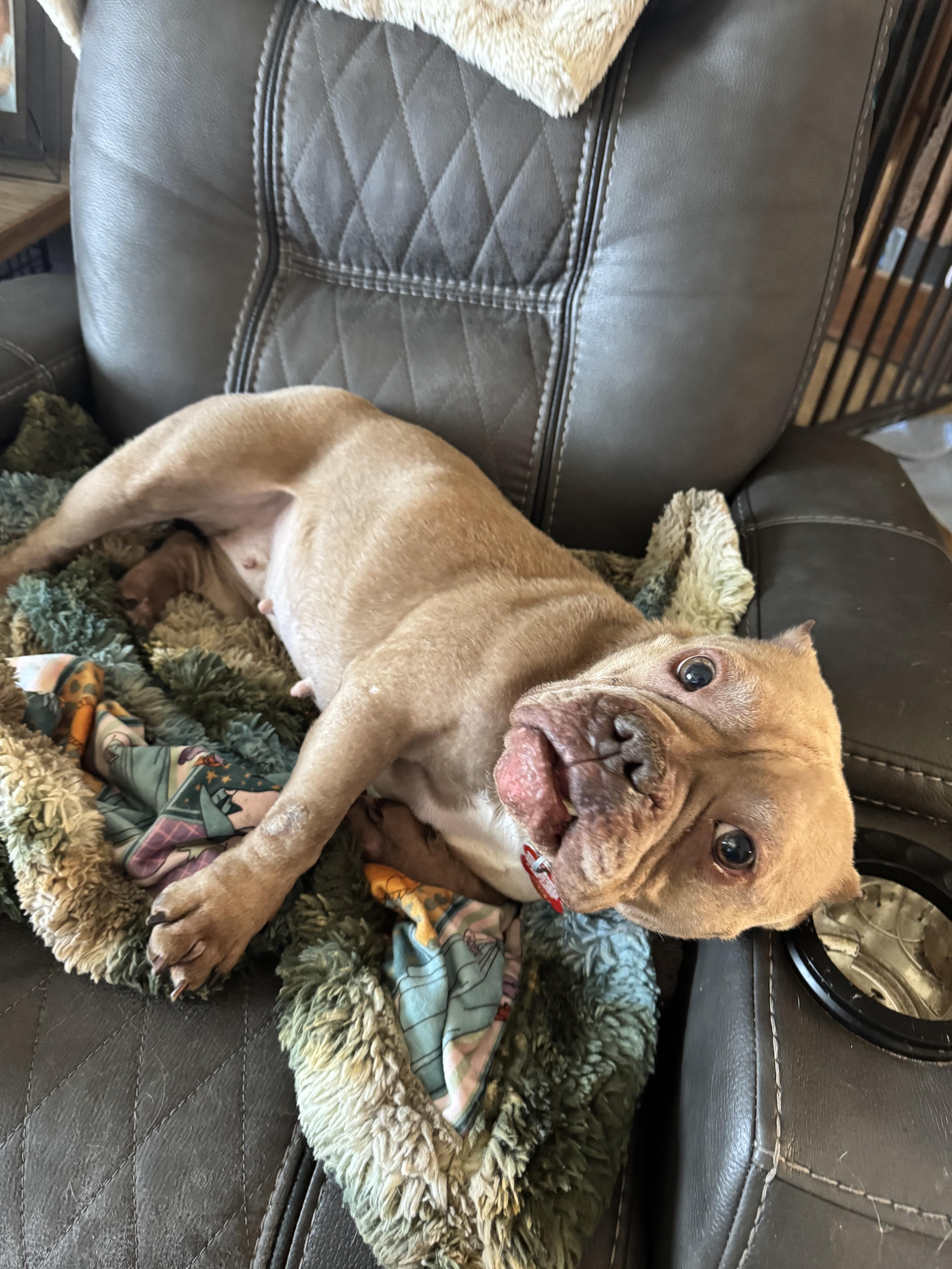 Enlarge Marnie , a ADOPTABLE mixed breed in North Freedom, WI image 4/4