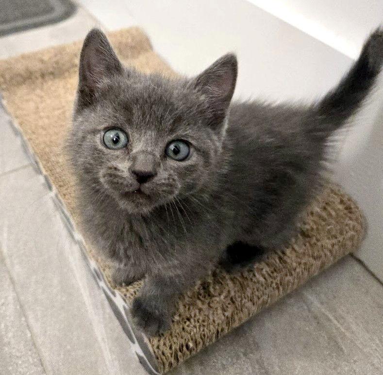 Enlarge Geralt, a Adopted mixed breed in Reston, VA image 1/3