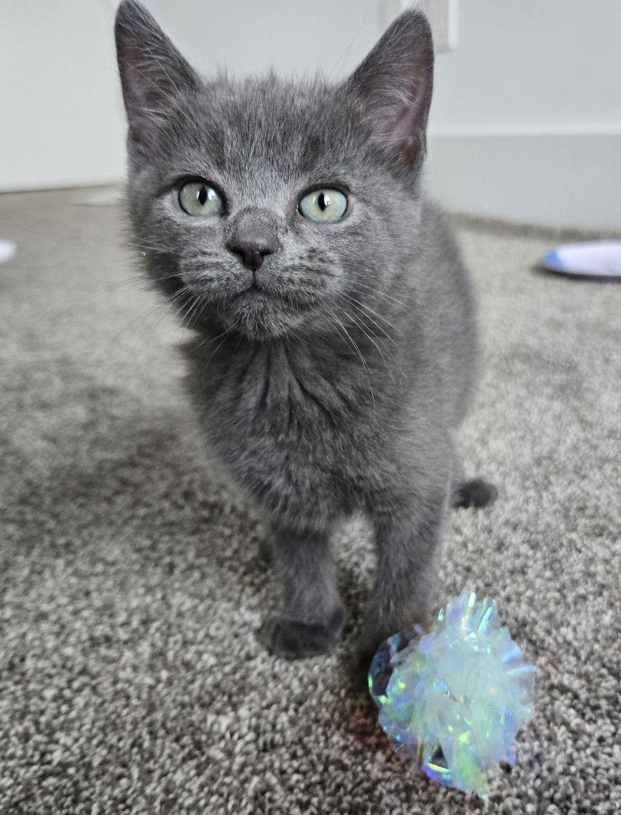 Enlarge Geralt, a Adopted mixed breed in Reston, VA image 2/3