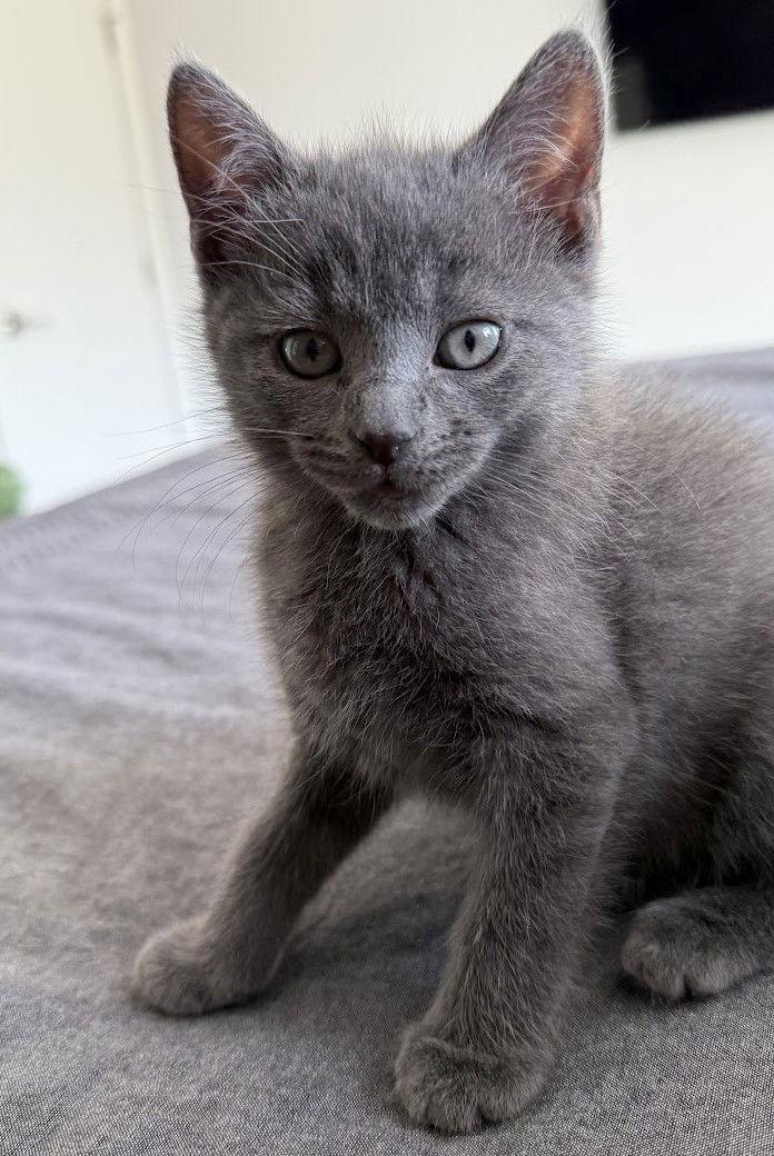 Enlarge Geralt, a Adopted mixed breed in Reston, VA image 3/3