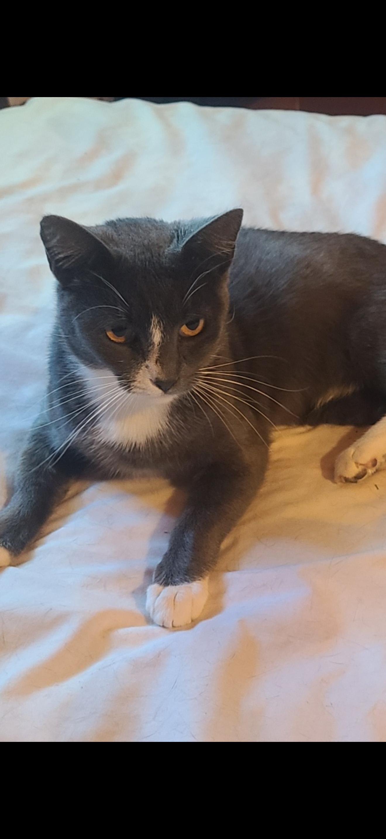 Enlarge Elle, a ADOPTABLE Domestic Short Hair in Las Vegas, NV image 2/2
