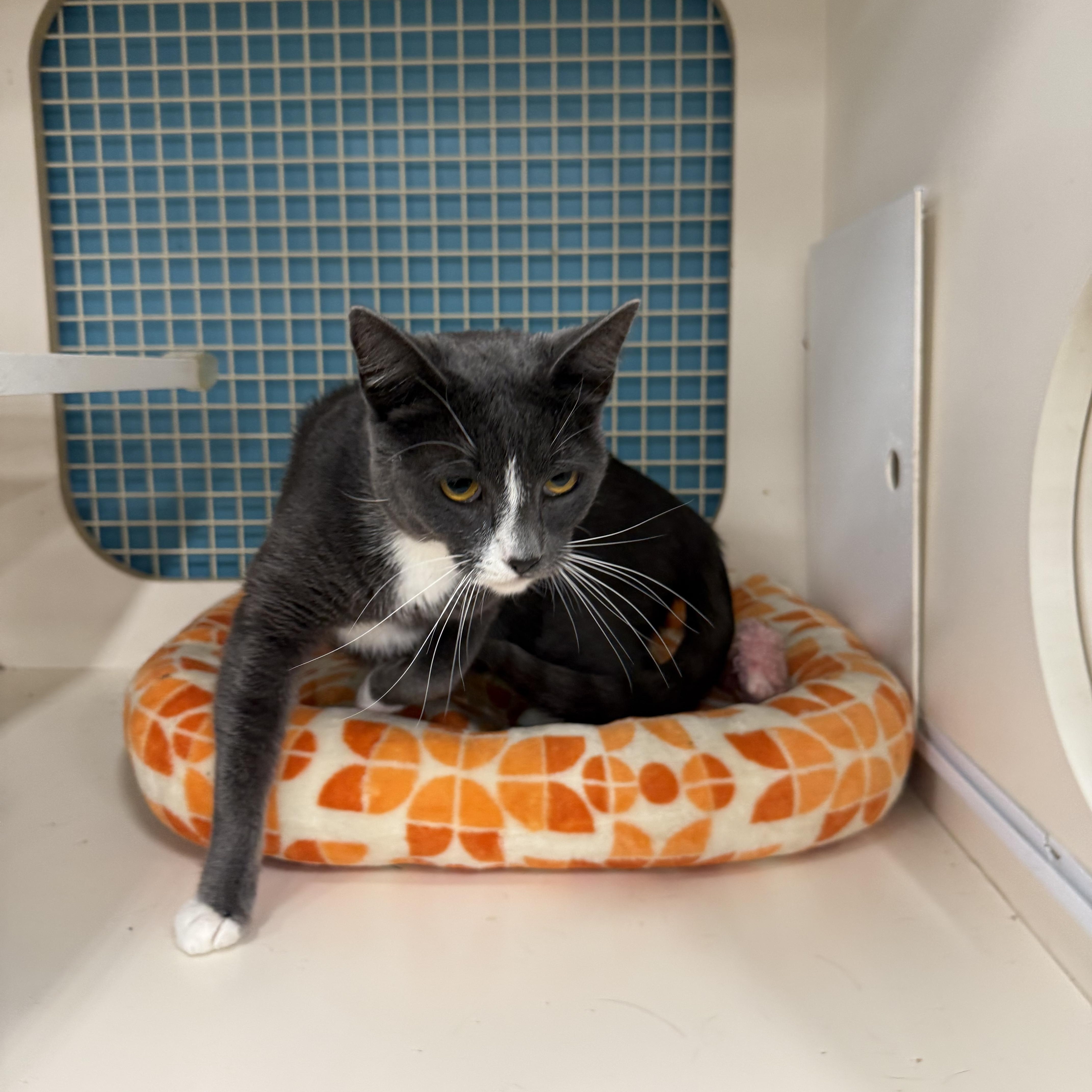 Elle, ADOPTABLE, Young Female Domestic Short Hair.
