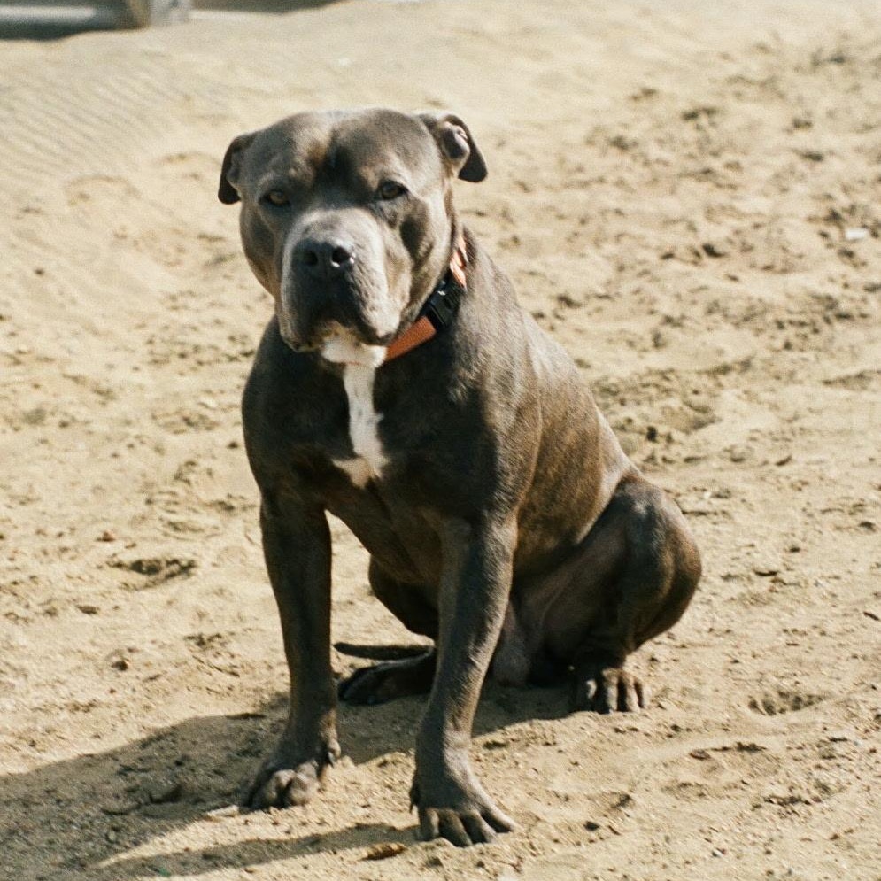 Monty 4