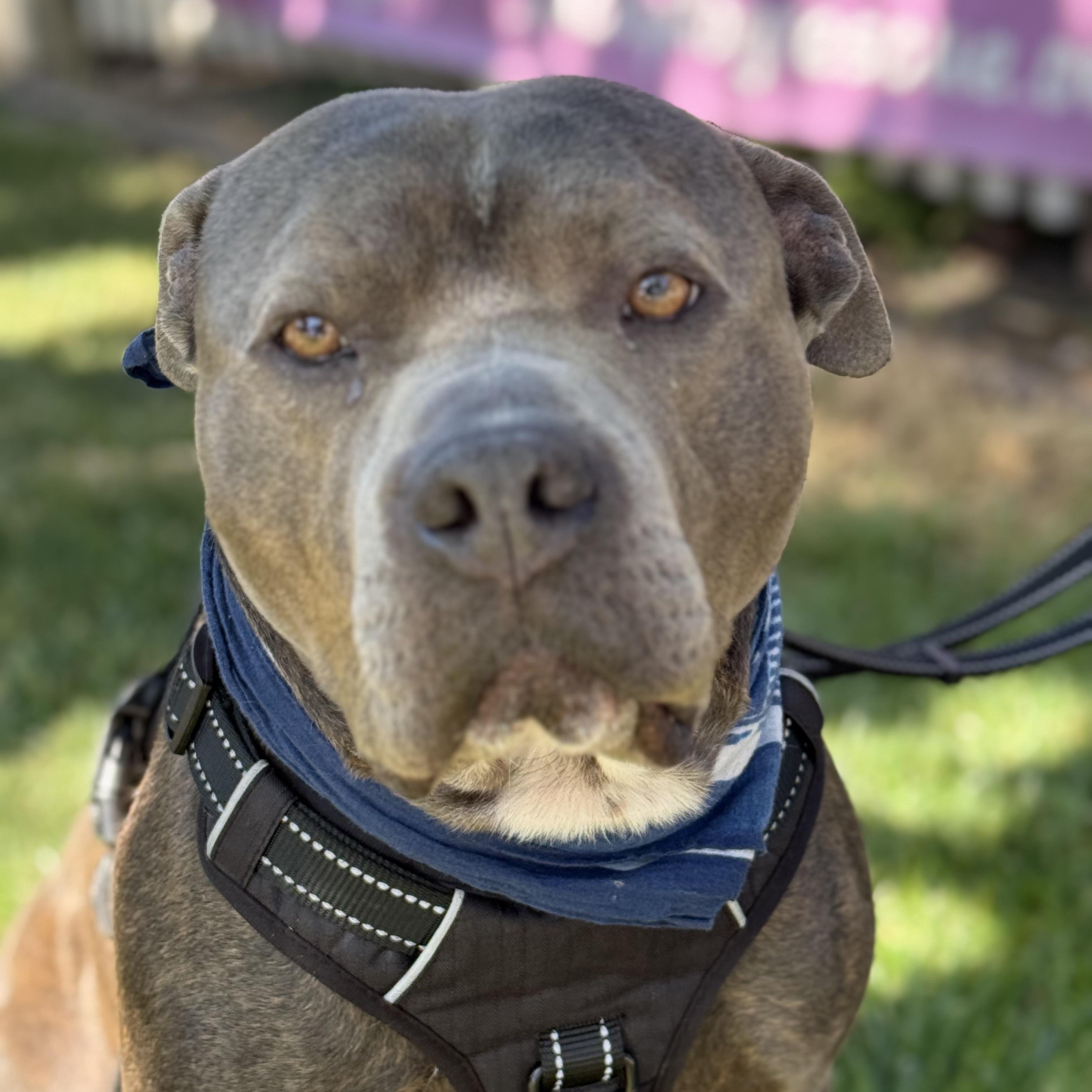 Enlarge Monty, a Adoptable mixed breed in Pleasanton, CA image 1/5