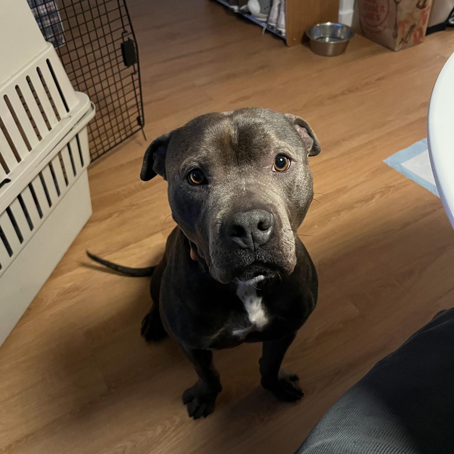 Enlarge Monty, a Adoptable mixed breed in Pleasanton, CA image 2/5