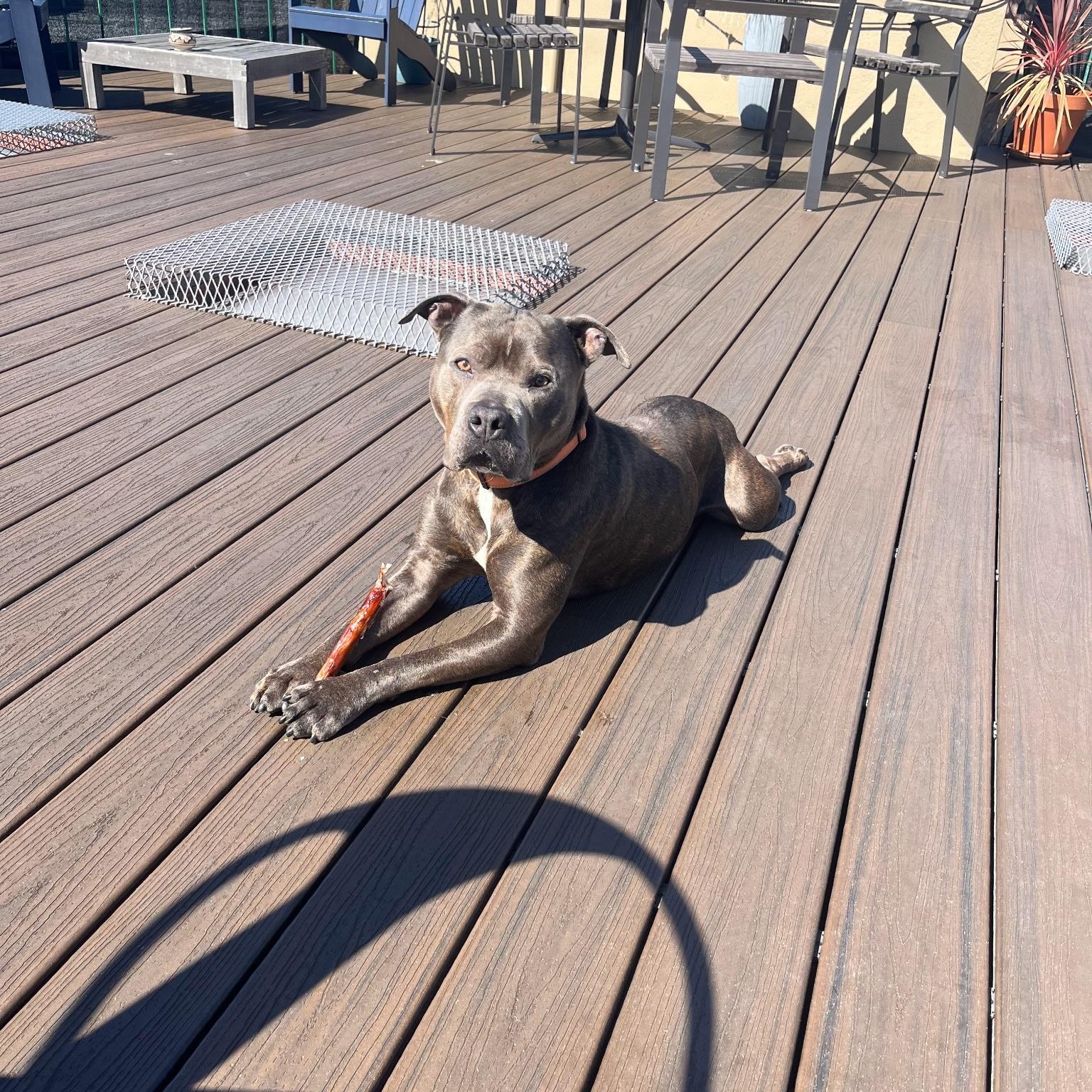 Enlarge Monty, a Adoptable mixed breed in Pleasanton, CA image 3/5