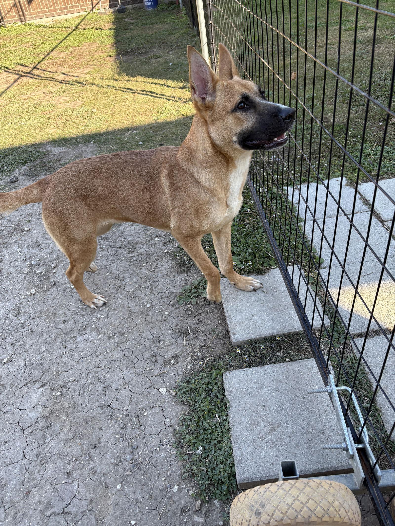 Rose, a Adopted Black Mouth Cur in Richardson, TX image 1/3