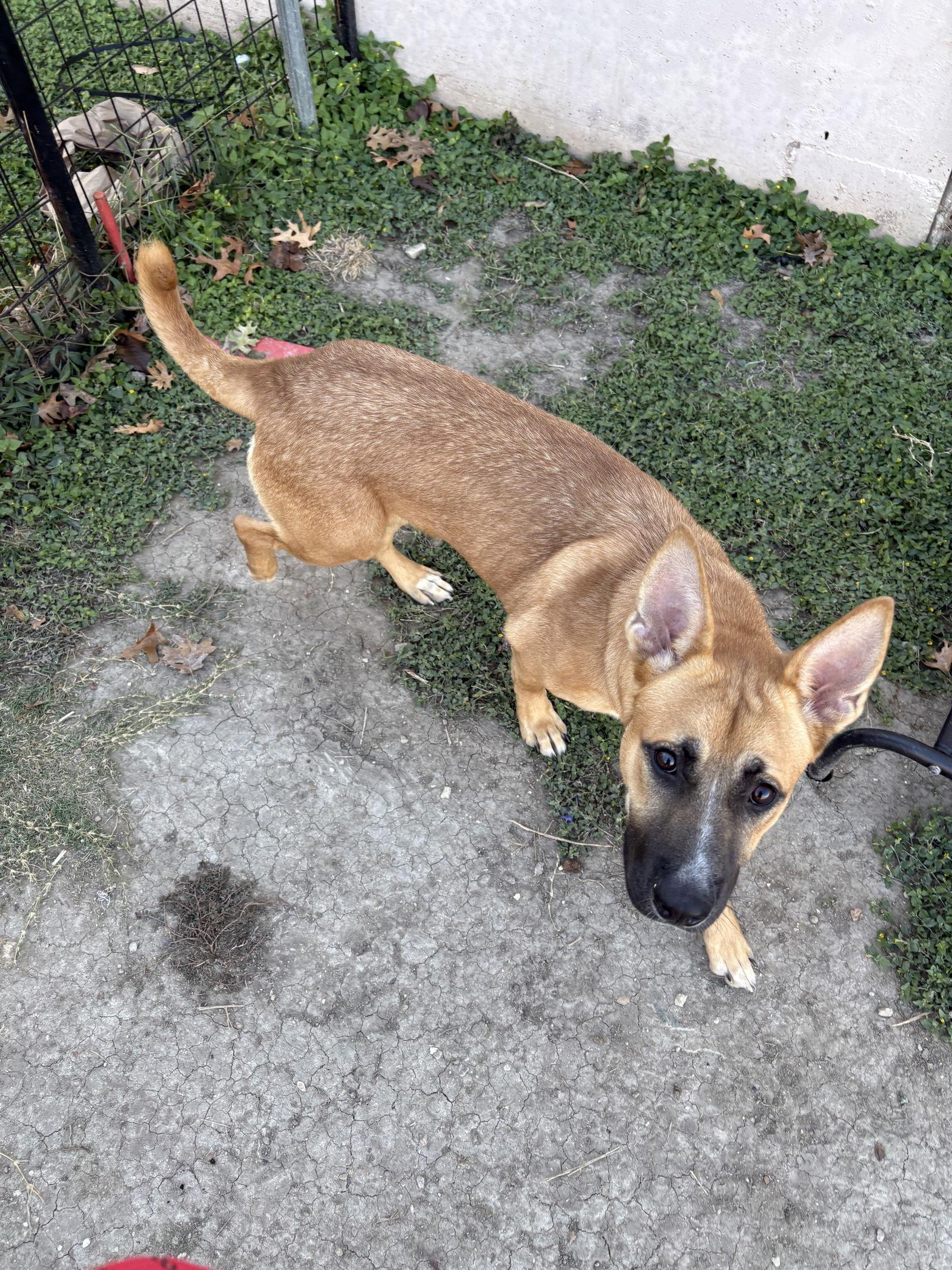 Rose, a Adopted Black Mouth Cur in Richardson, TX image 2/3