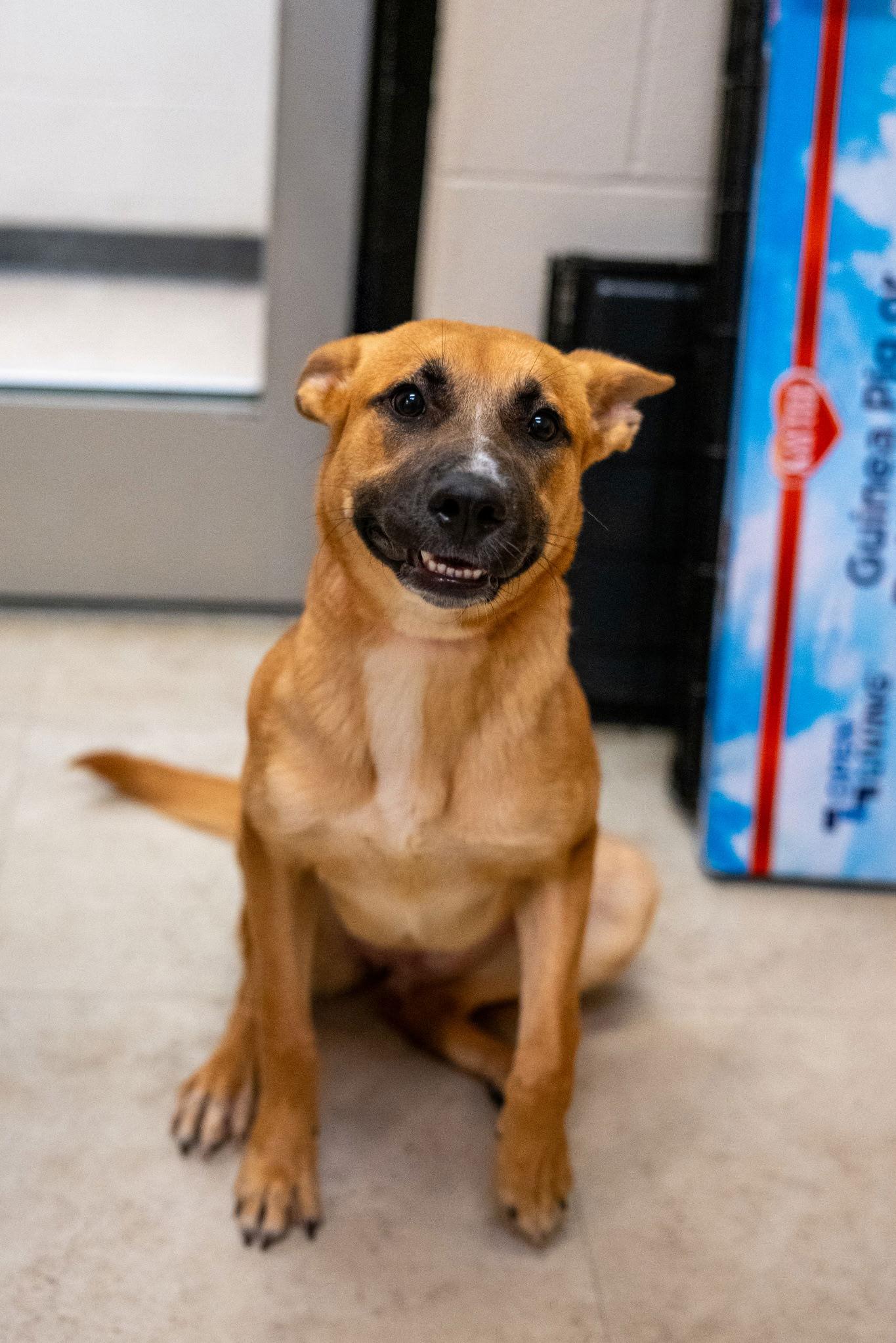 Rose, a Adopted Black Mouth Cur in Richardson, TX image 3/3