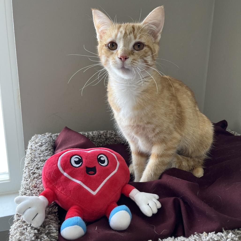 Cheez-it, Adoptable, Young Female Domestic Medium Hair.