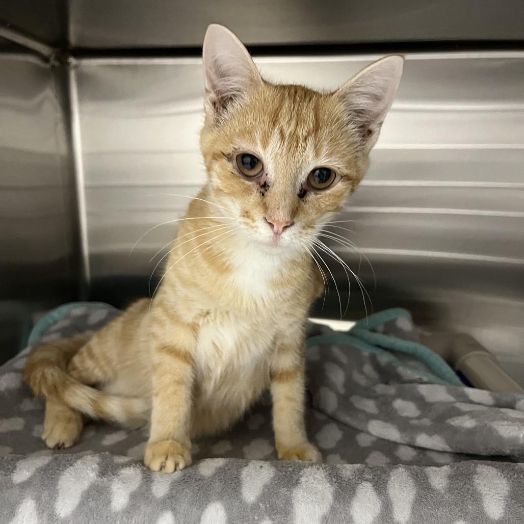 Enlarge Cheez-it, a Adoptable Domestic Medium Hair in Detroit Lakes, MN image 1/1