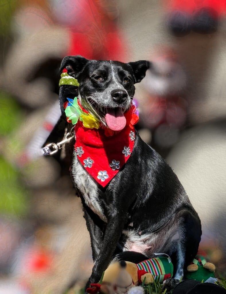 Enlarge Sandy, a Adoptable mixed breed in Capitol Heights , MD image 2/6