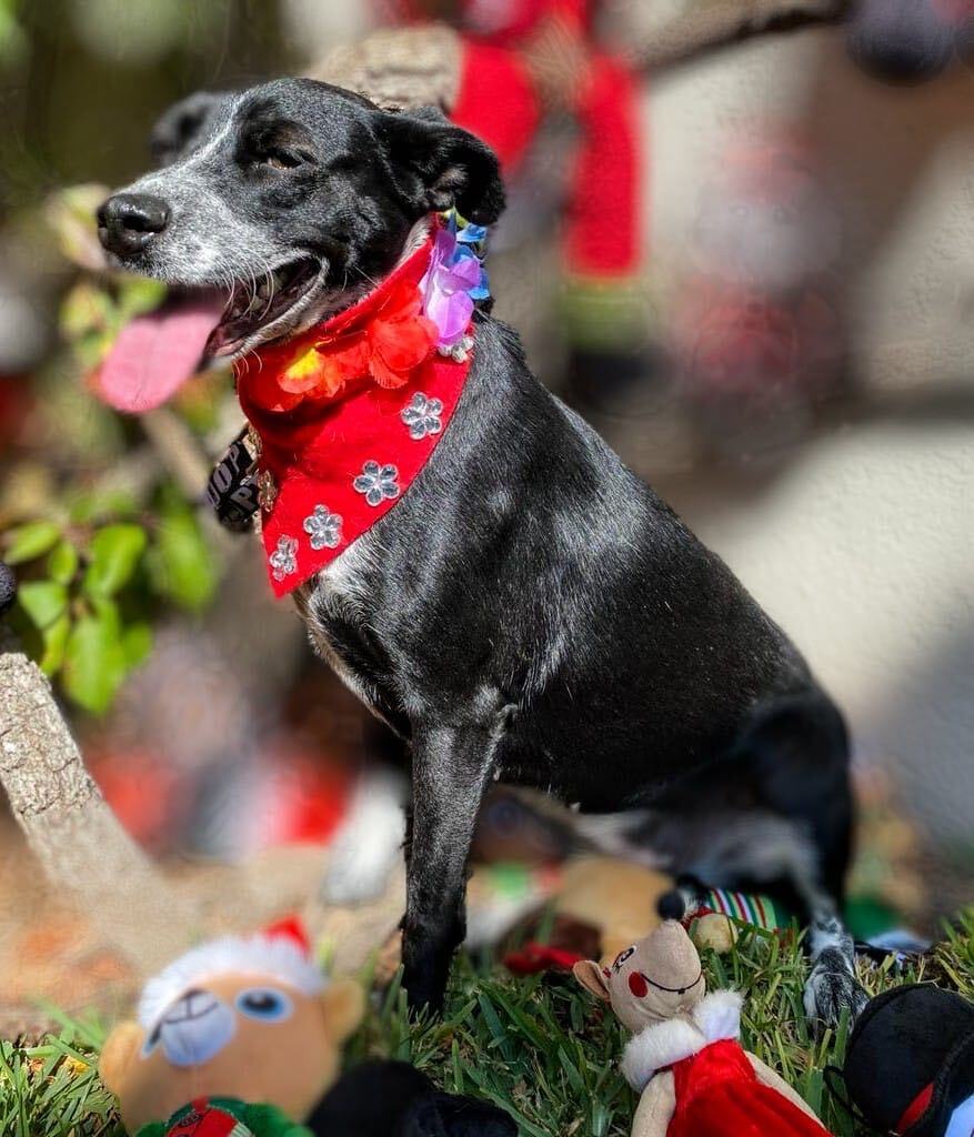Enlarge Sandy, a Adoptable mixed breed in Capitol Heights , MD image 4/6