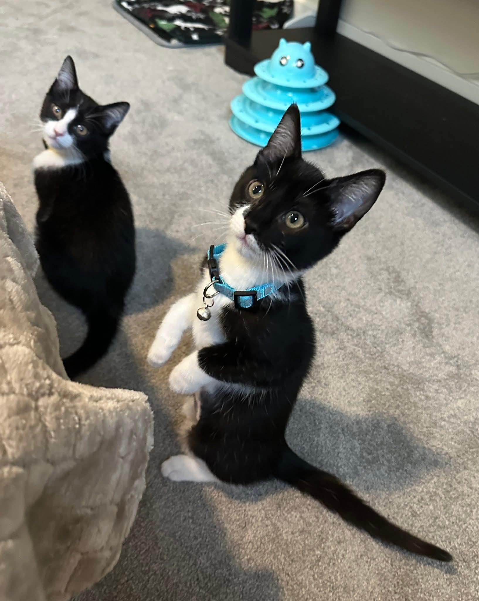 Enlarge Jack - playful and affectionate kitten, an adopted Domestic Short Hair in Waukesha, WI image 4/6