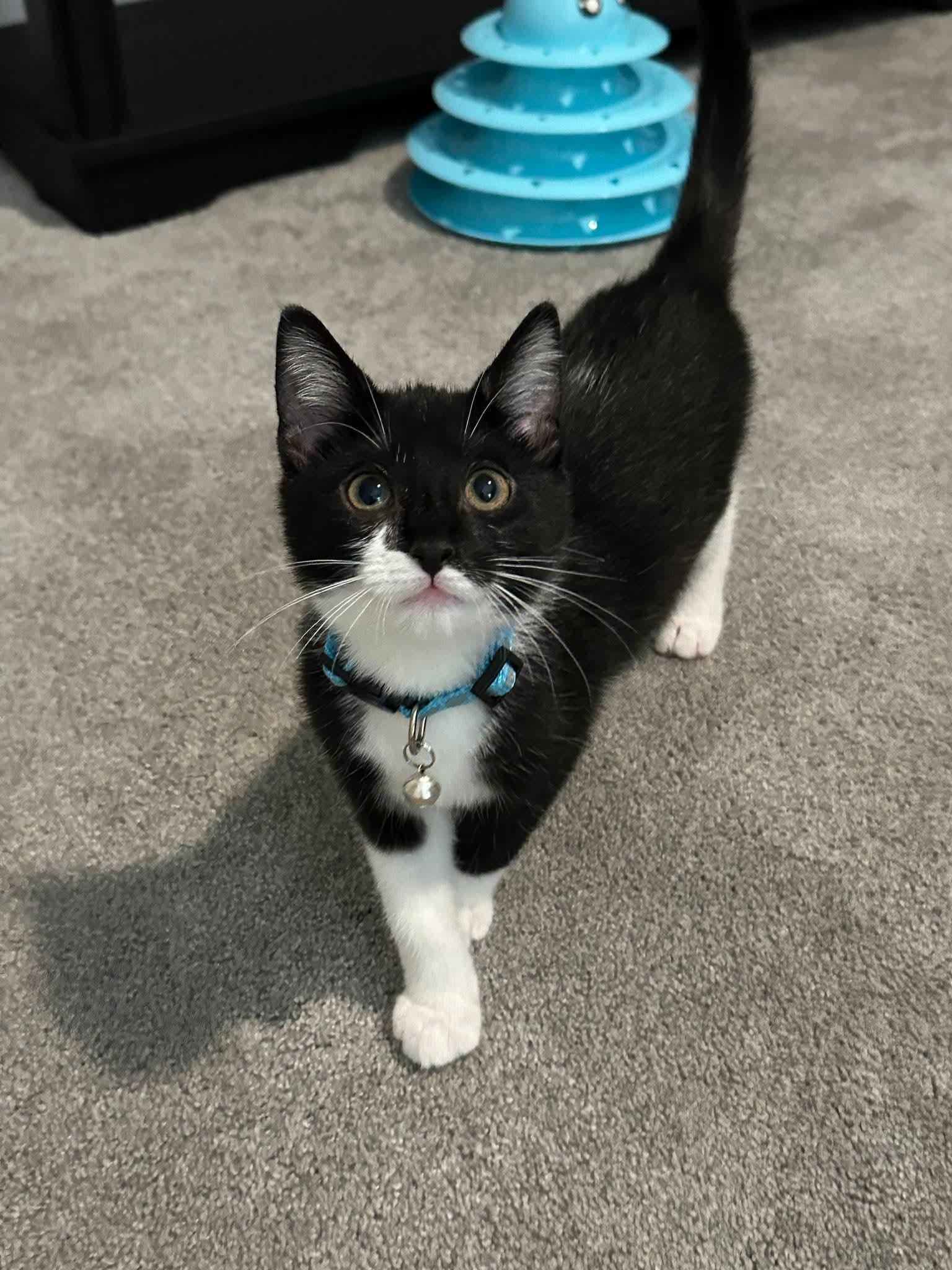 Enlarge Jack - playful and affectionate kitten, an adopted Domestic Short Hair in Waukesha, WI image 6/6