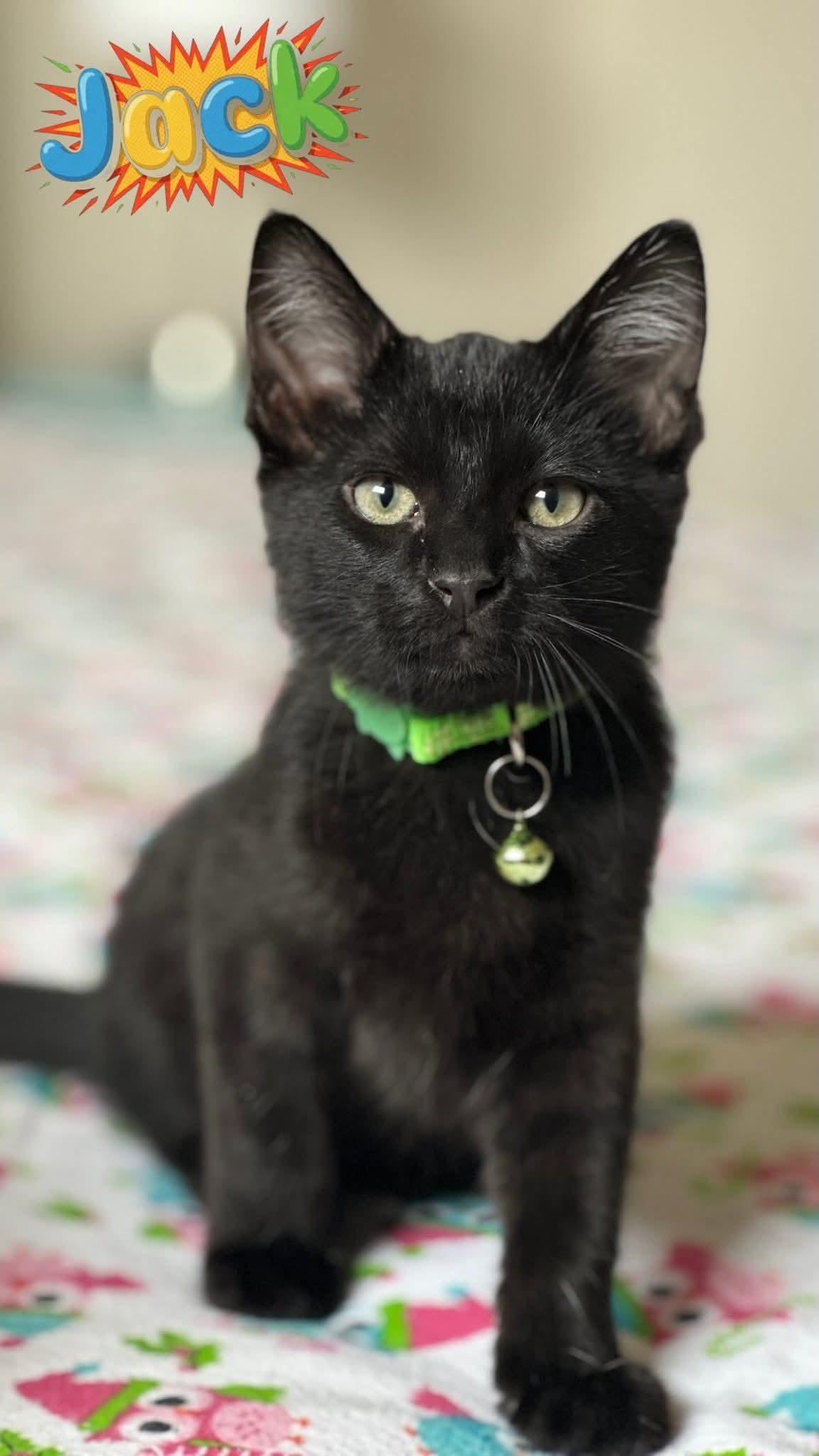 Enlarge Jack - playful and affectionate kitten, an adopted Domestic Short Hair in Waukesha, WI image 3/6