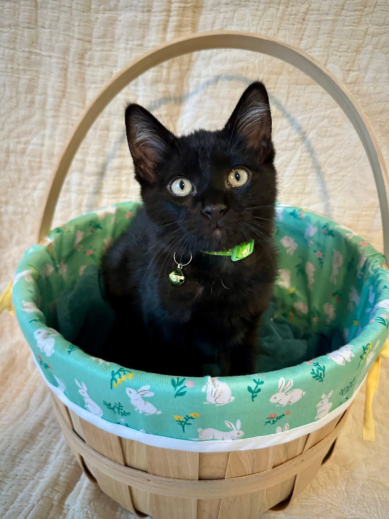 Jack - playful and affectionate kitten, adopted, Kitten Male Domestic Short Hair.