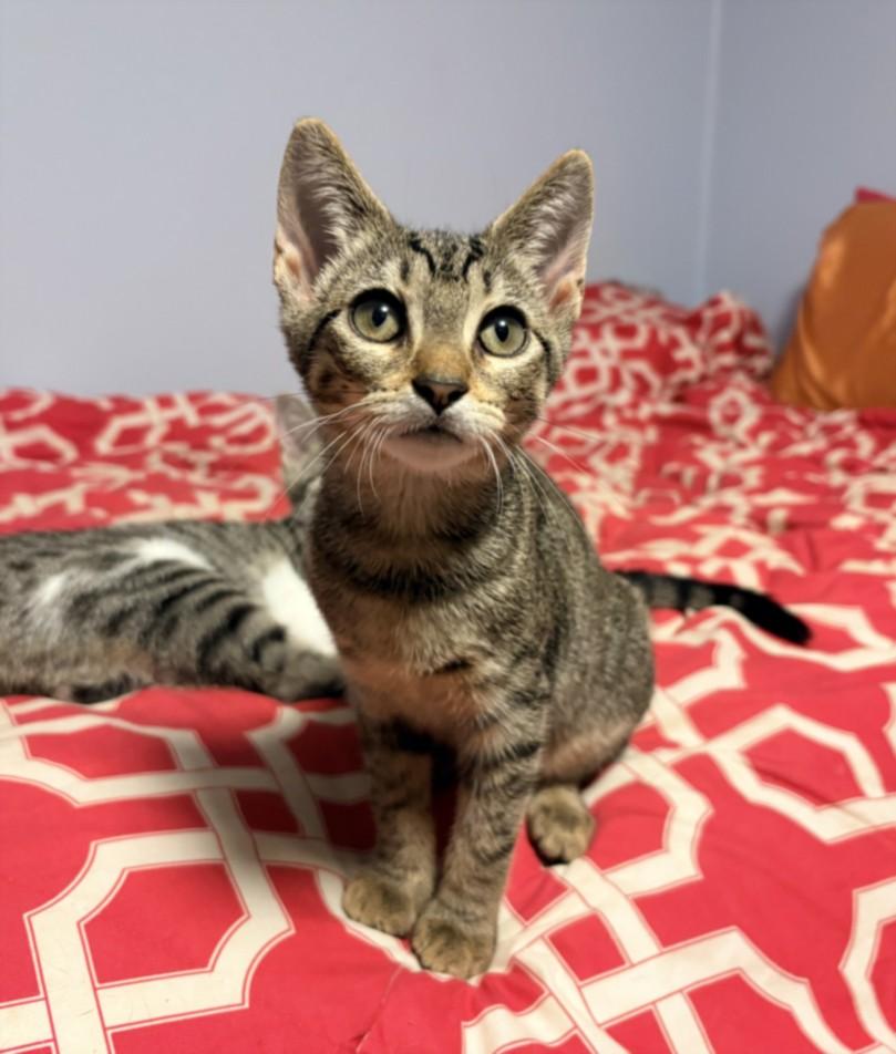 Enlarge BABY GRACE, a Adoptable Domestic Short Hair in Hagerstown, MD image 1/1