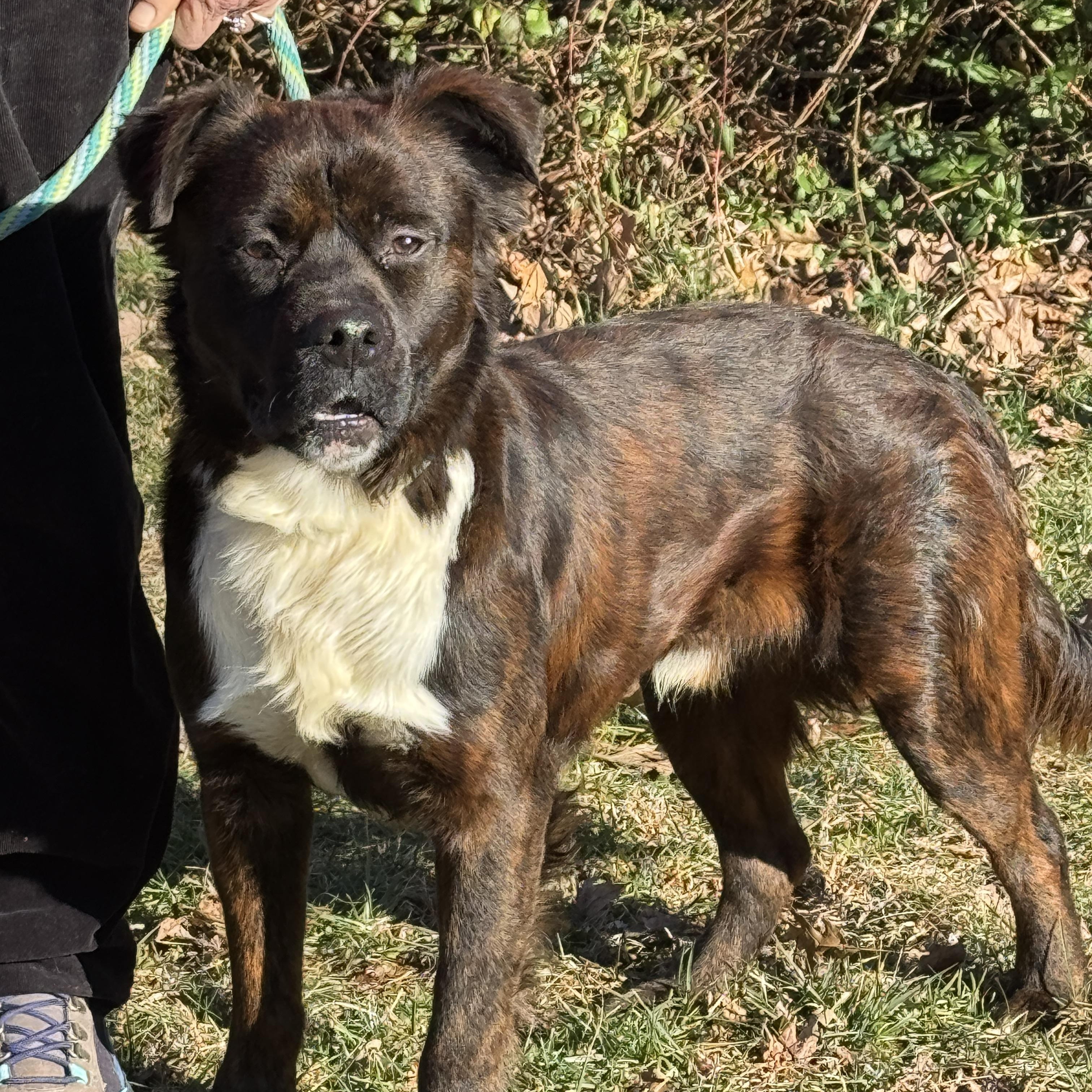 Enlarge Timber, a ADOPTABLE mixed breed in Richmond, VA image 6/6
