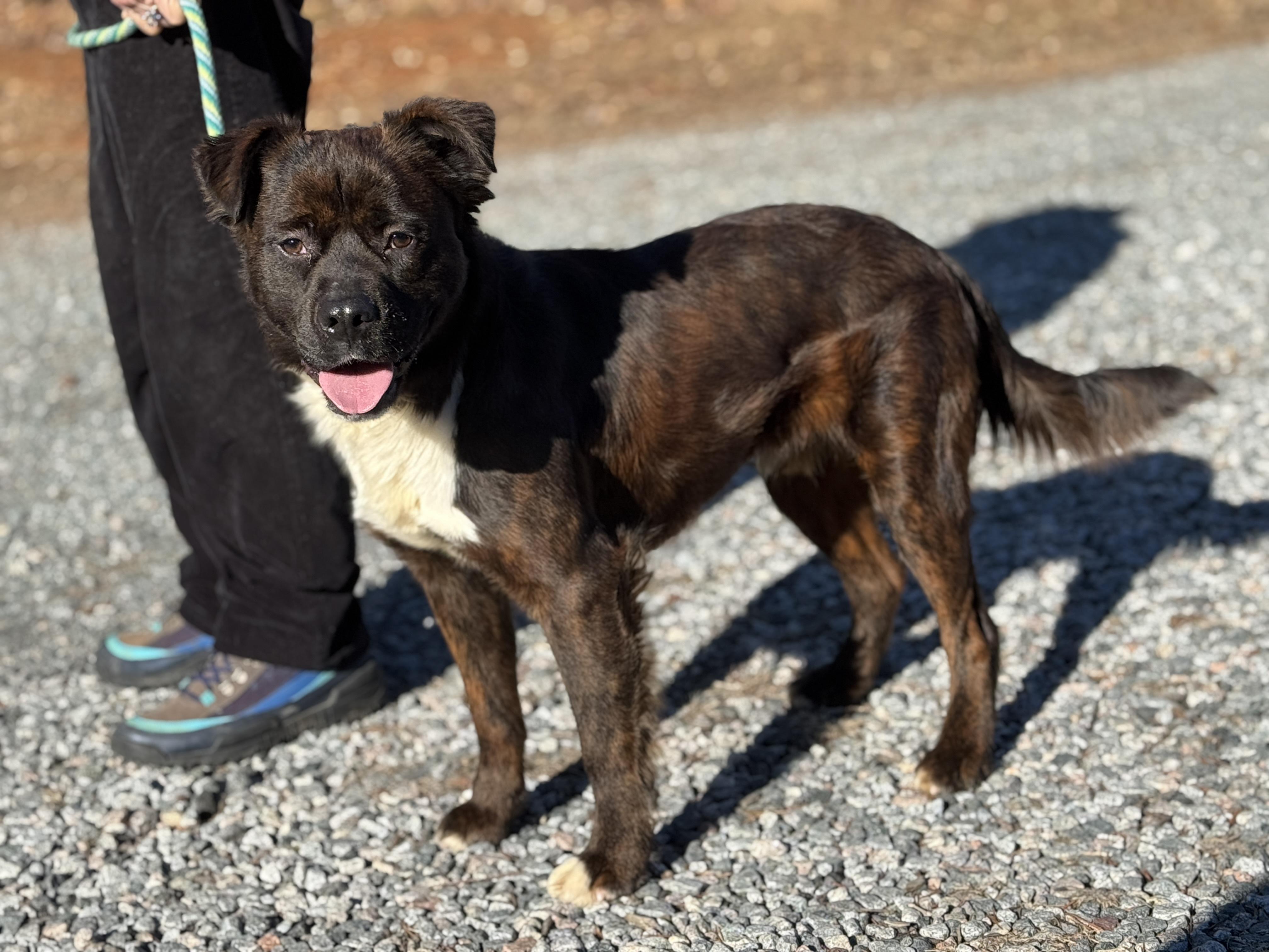 Enlarge Timber, a ADOPTABLE mixed breed in Richmond, VA image 2/6