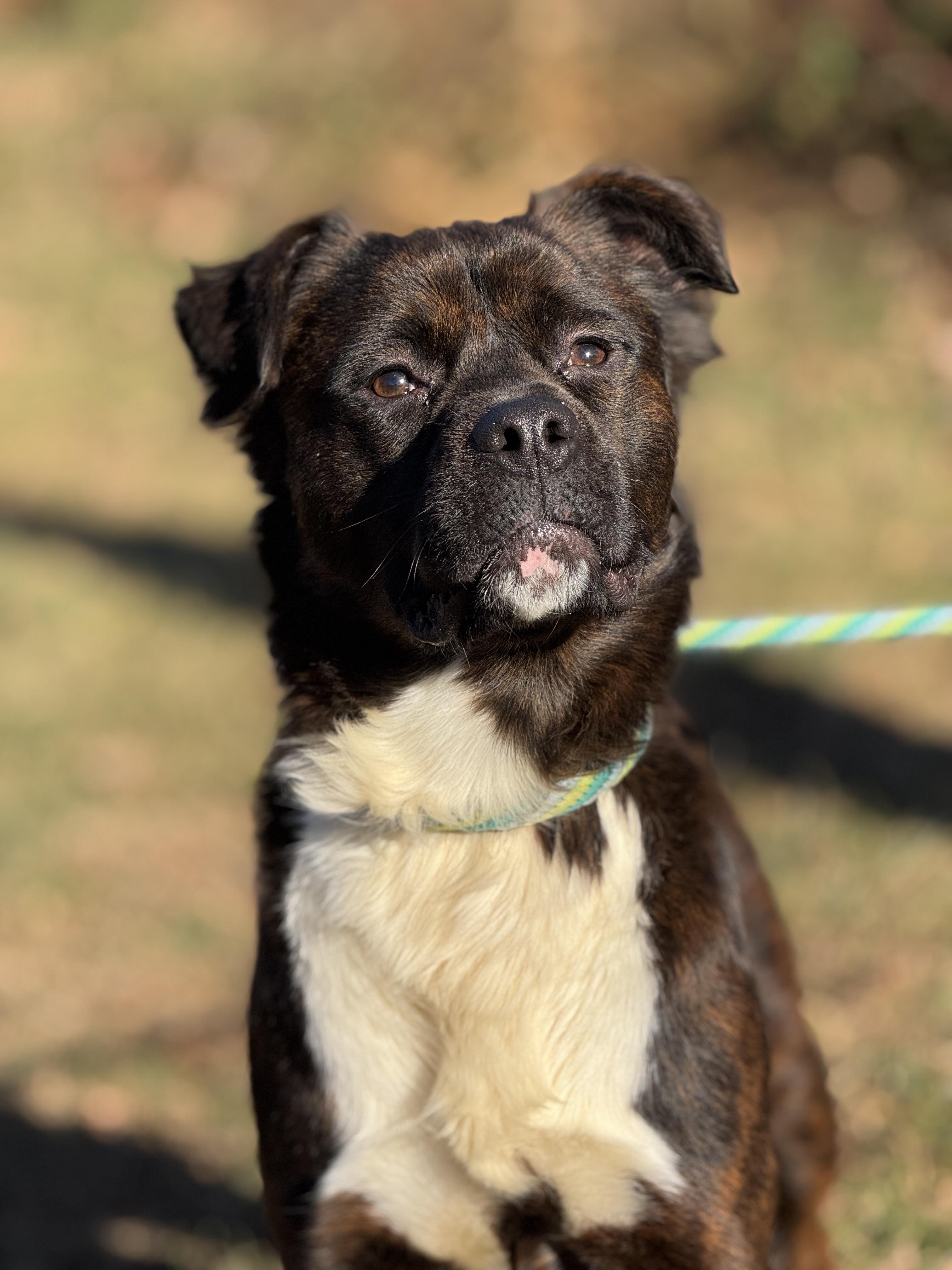 Timber, ADOPTABLE, Young Male Boxer & Collie.