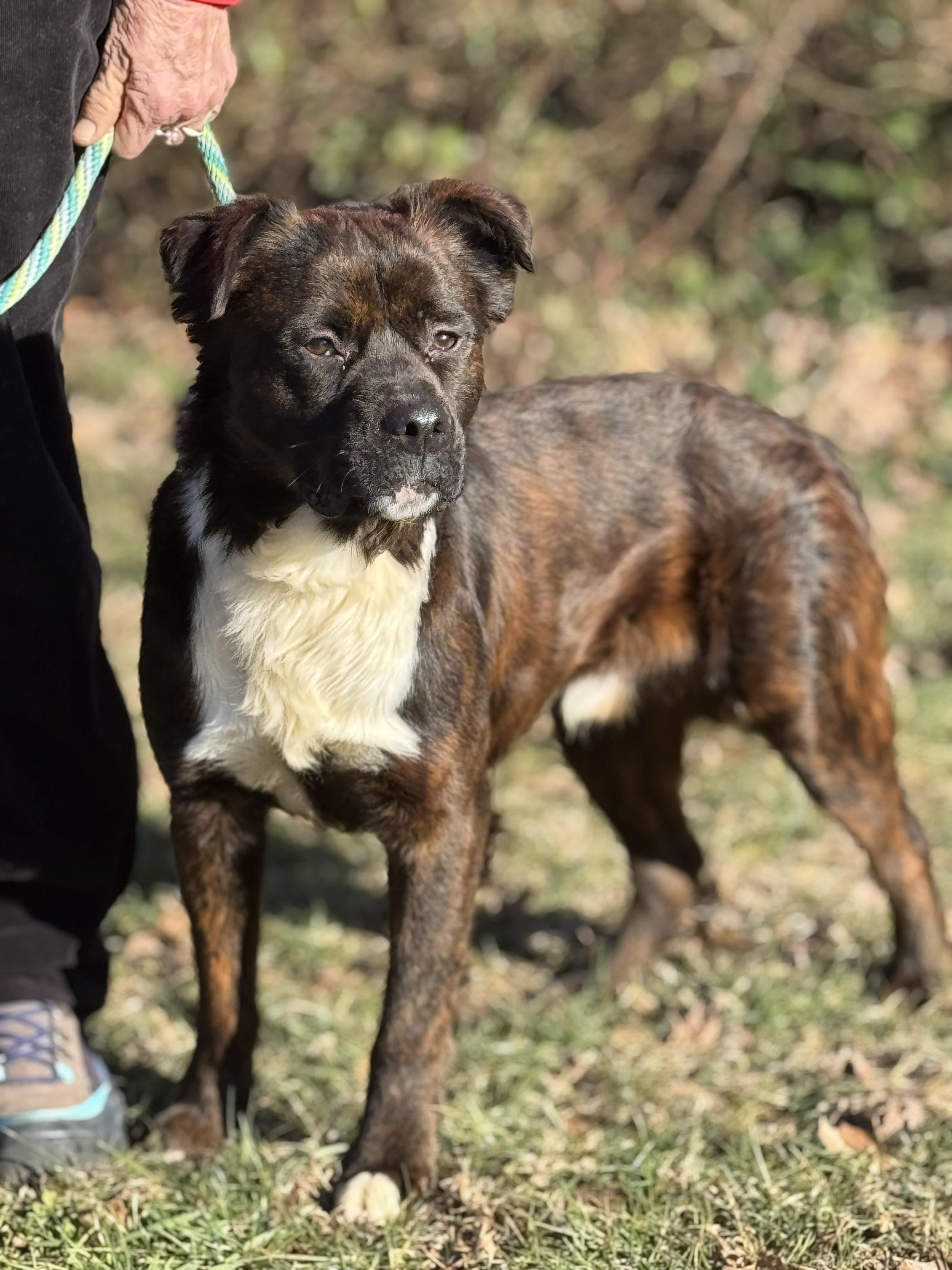 Enlarge Timber, a ADOPTABLE mixed breed in Richmond, VA image 5/6