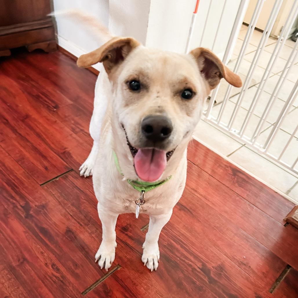 Enlarge Tamale, a Adoptable mixed breed in Spring, TX image 6/6