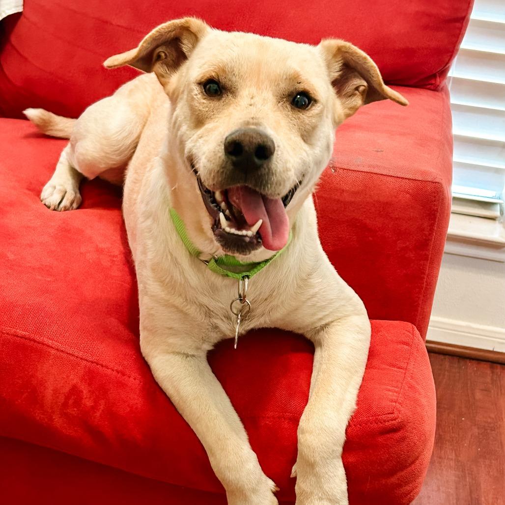 Tamale, Adoptable, Young Male Yellow Labrador Retriever & Chihuahua.