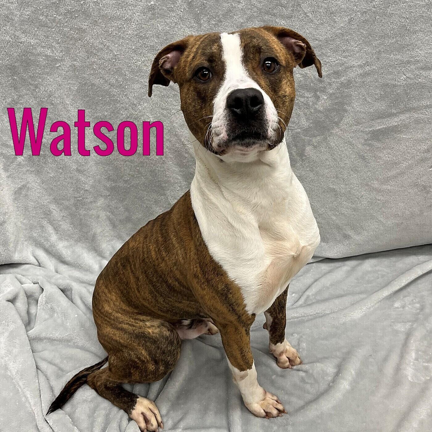Enlarge Watson, a ADOPTABLE mixed breed in Pleasantville, NJ image 1/1