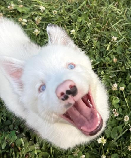 Egg, a ADOPTABLE Australian Shepherd in Manhattan, KS image 5/5