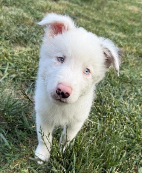 Egg, ADOPTABLE, Puppy Male Australian Shepherd.