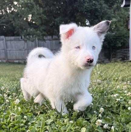 Egg, a ADOPTABLE Australian Shepherd in Manhattan, KS image 4/5
