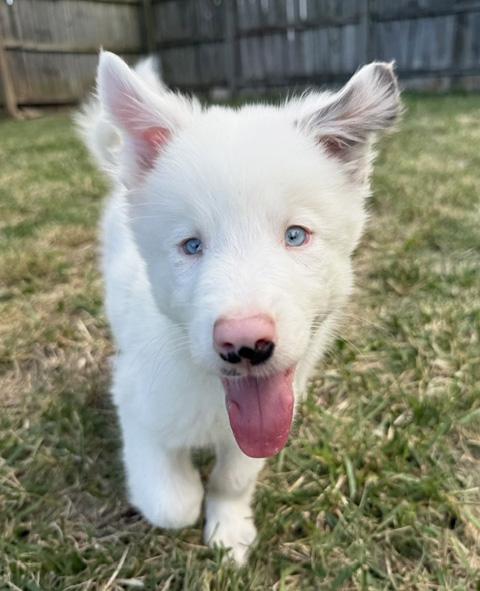 Egg, a ADOPTABLE Australian Shepherd in Manhattan, KS image 2/5