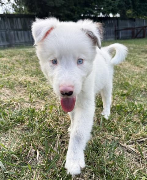 Egg, a ADOPTABLE Australian Shepherd in Manhattan, KS image 3/5