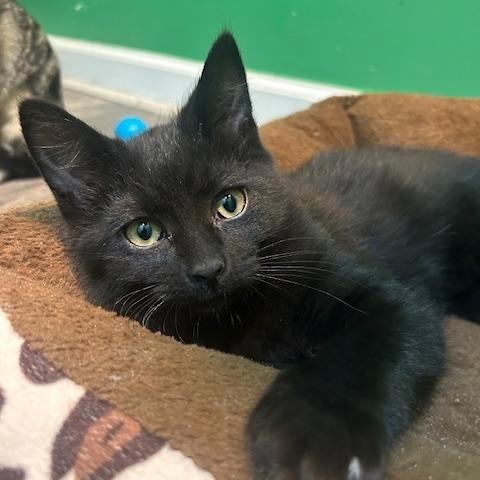 Enlarge Pepper 1025 DW, an adopted Domestic Short Hair in West Bloomfield, MI image 1/3